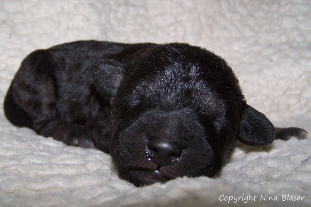 Arc-en-ciel Arlequin 20.01 (10).JPG